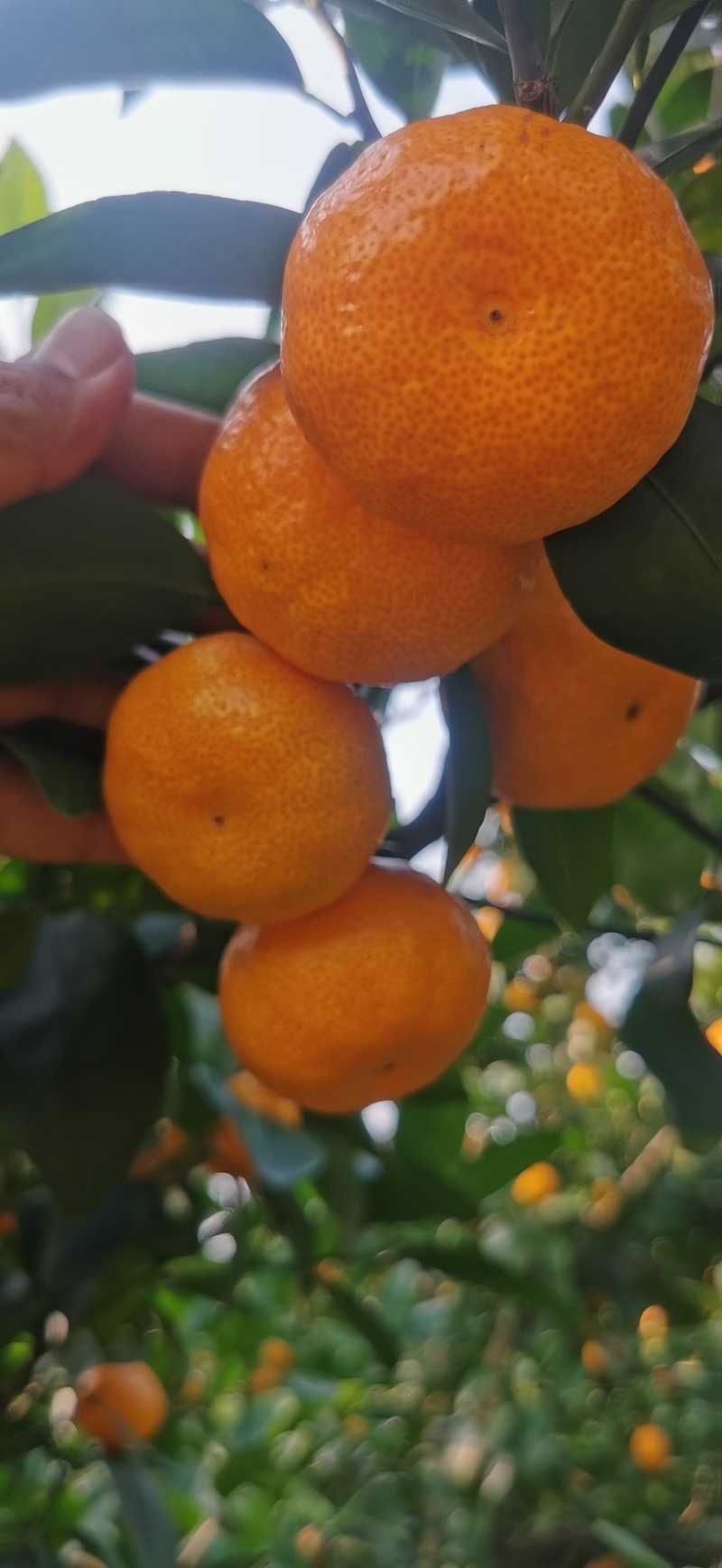 八月橘产区直发电话联系保质保量供货欢迎咨询选购