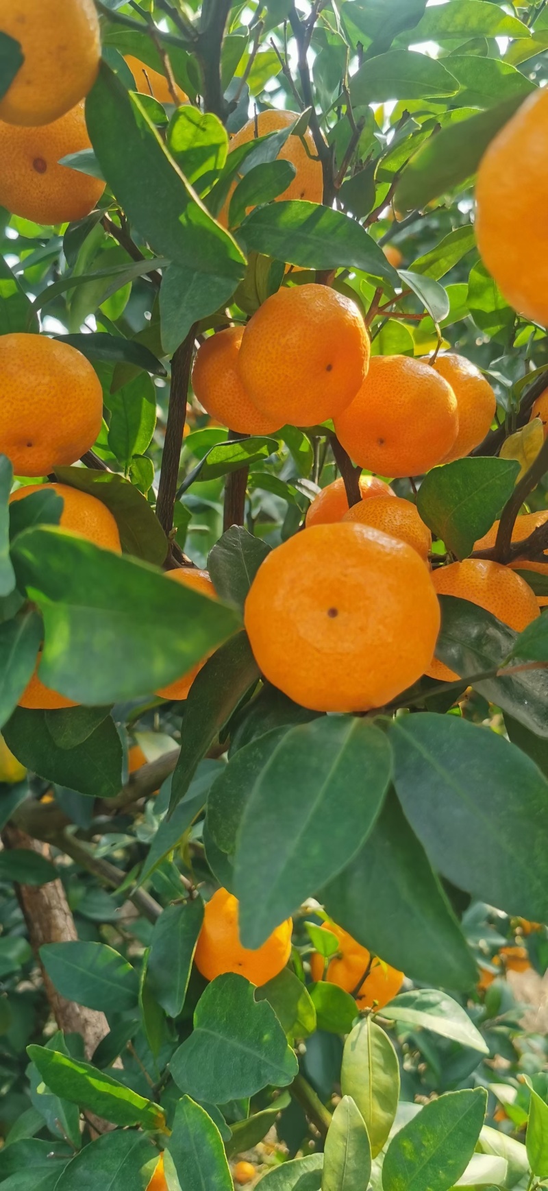 八月橘产区直发电话联系保质保量供货欢迎咨询选购