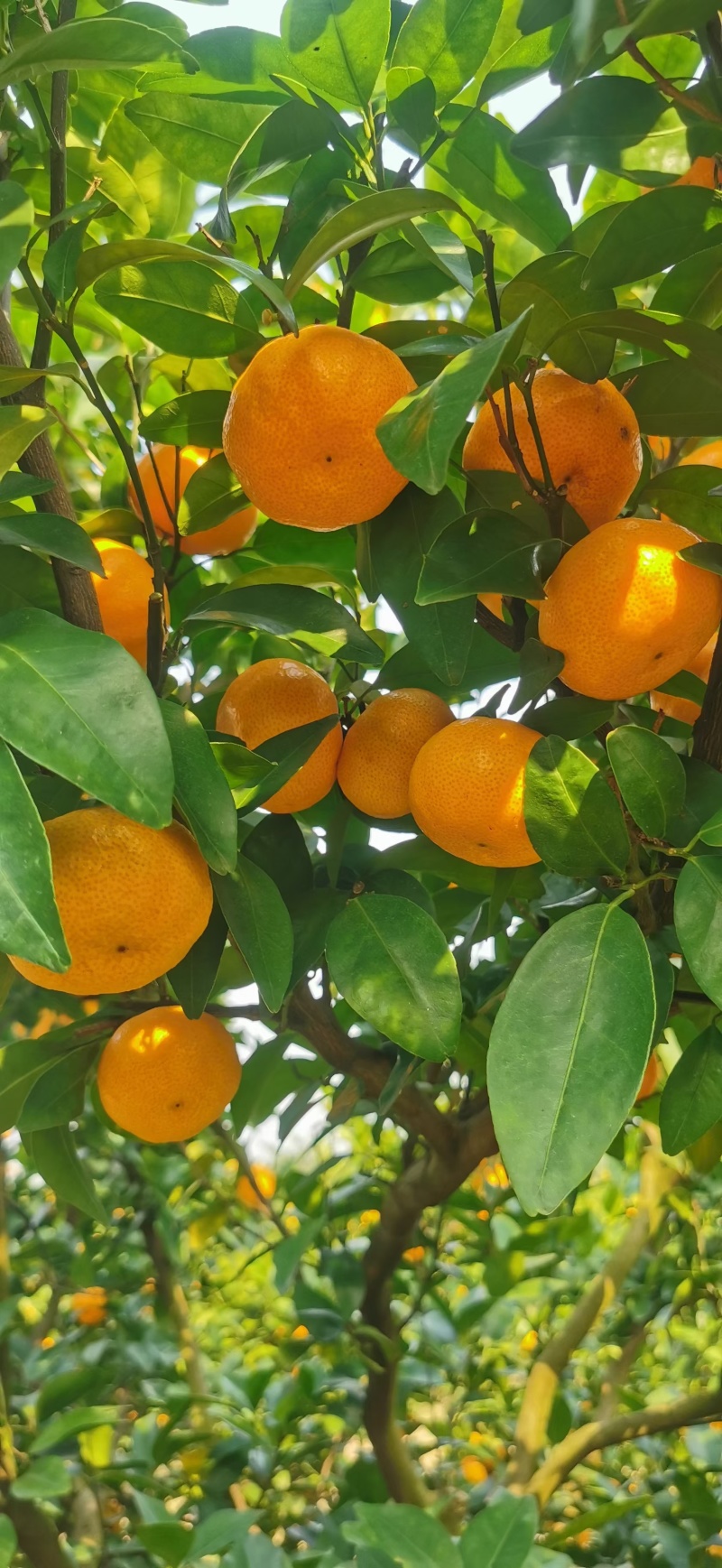 八月橘产区直发电话联系保质保量供货欢迎咨询选购