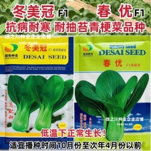 德赛耐寒越冬青菜籽冬美冠春优青梗菜种子矮脚抗寒耐抽苔油菜