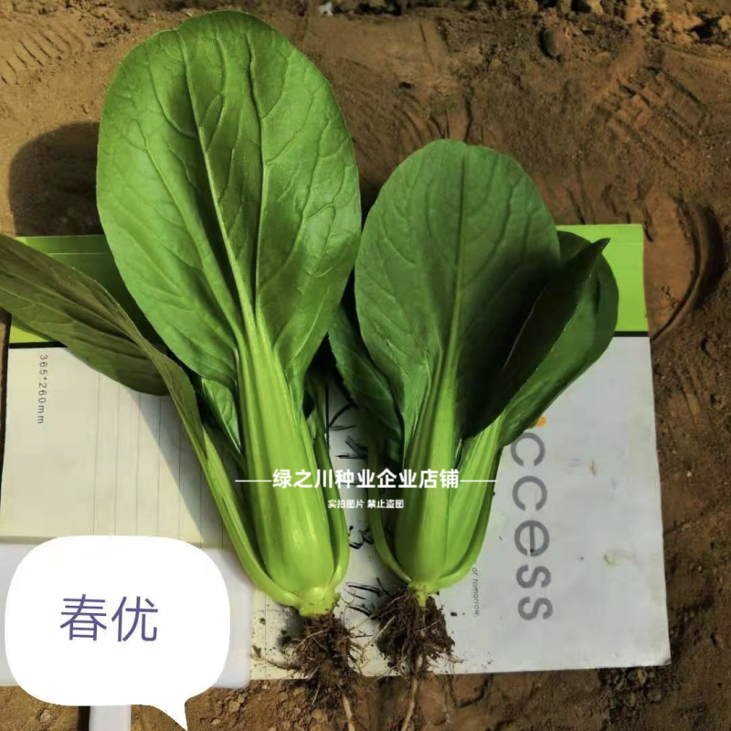 德赛耐寒越冬青菜籽冬美冠春优青梗菜种子矮脚抗寒耐抽苔油菜