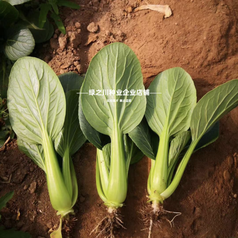 德赛耐寒越冬青菜籽冬美冠春优青梗菜种子矮脚抗寒耐抽苔油菜