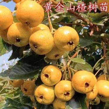 嫁接黄金豆山楂新品种黄色山楂树苗大果黄金山楂苗包邮批发价
