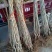 嫁接黄金豆山楂新品种黄色山楂树苗大果黄金山楂苗包邮批发价