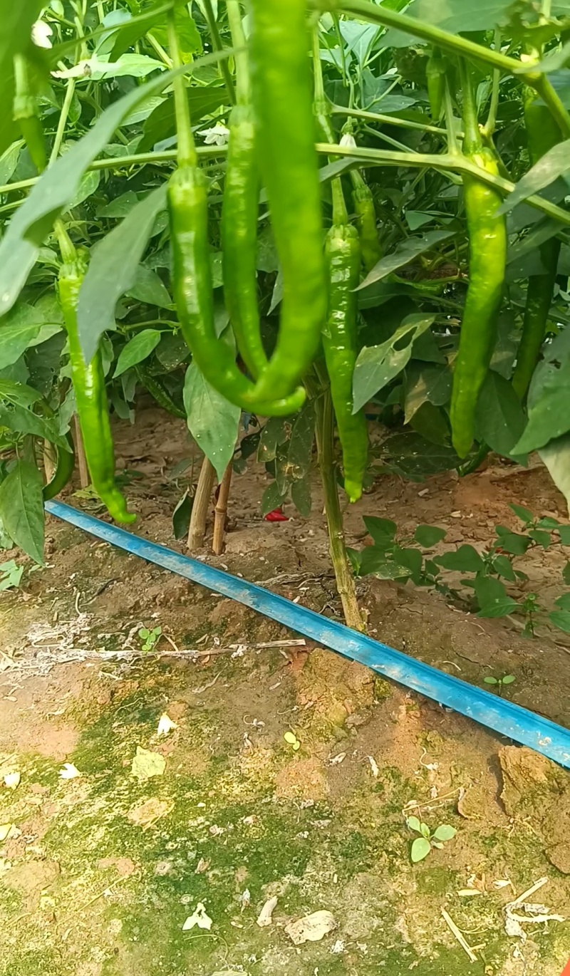 精品鲜辣椒大量上市品质保障，欢迎致电联系