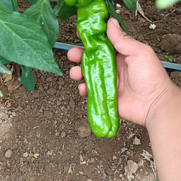 精品鲜辣椒大量上市品质保障，欢迎致电联系