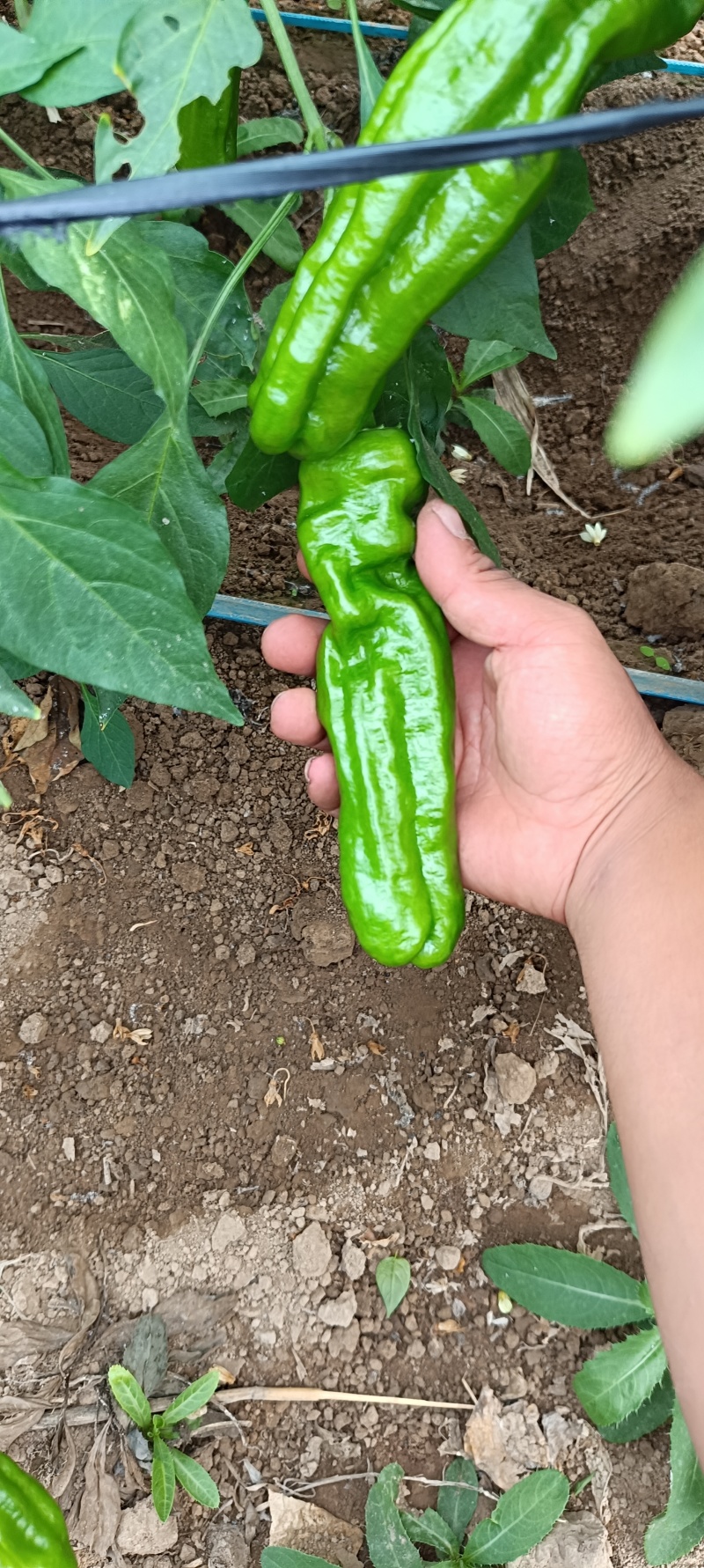 精品鲜辣椒大量上市品质保障，欢迎致电联系