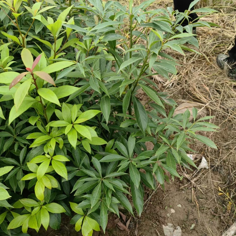 重庆金丝楠木苗现挖现发量大从优保质保量提供技术指导