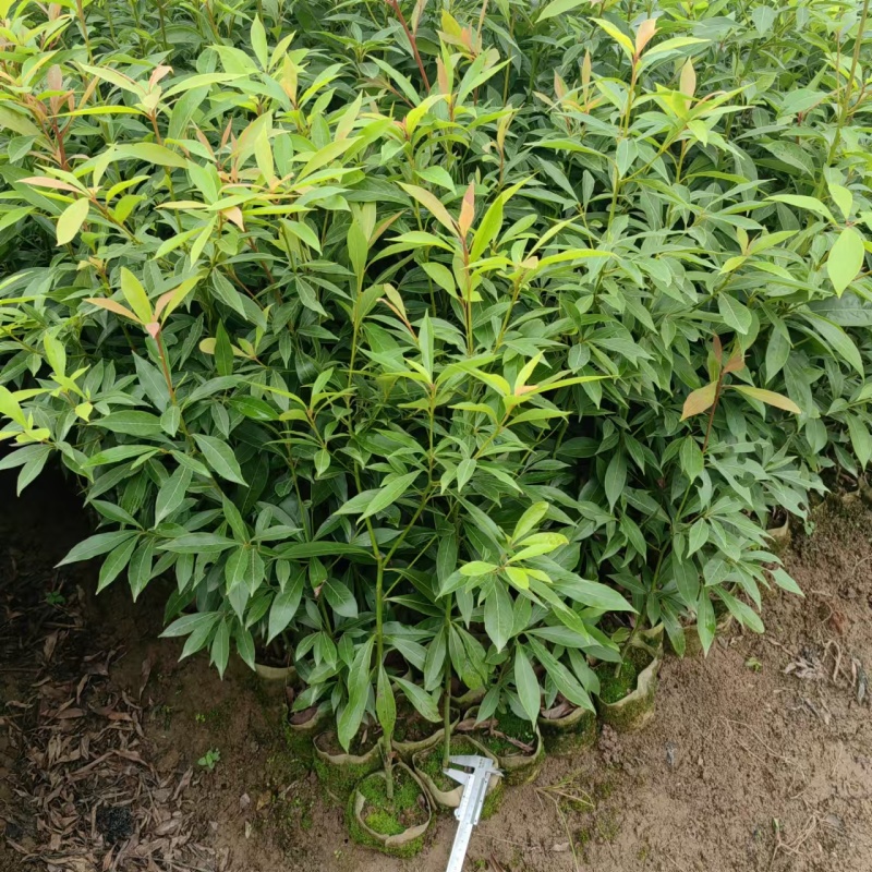 重庆金丝楠木苗现挖现发量大从优保质保量提供技术指导