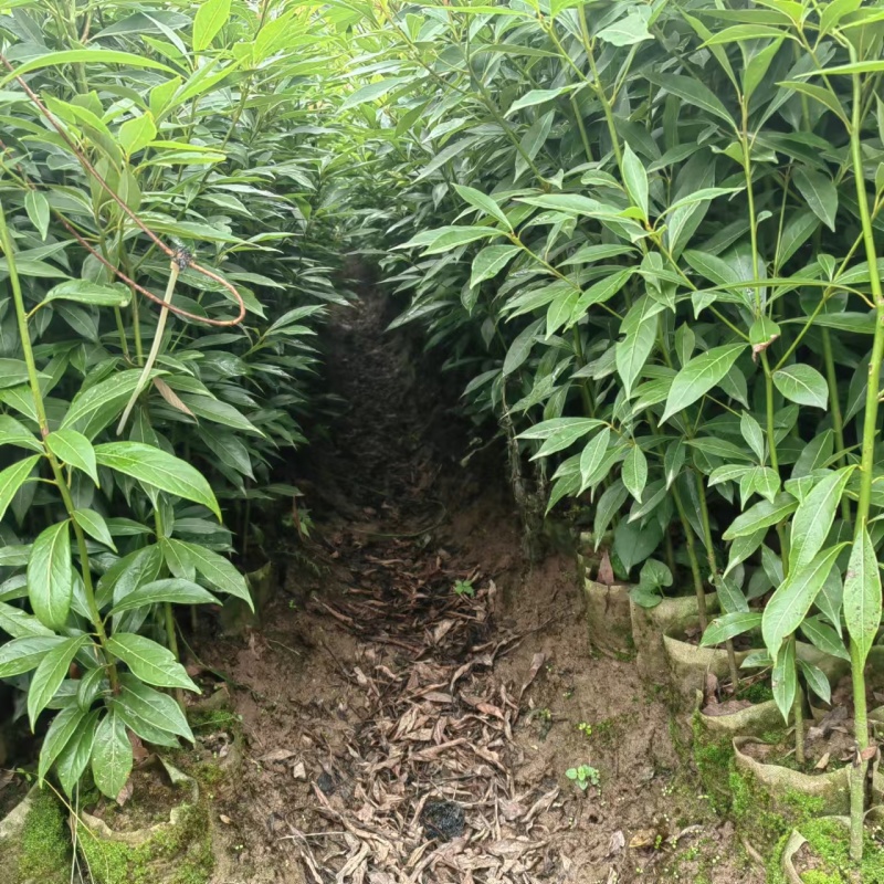 重庆金丝楠木苗现挖现发量大从优保质保量提供技术指导