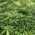 重庆金丝楠木苗现挖现发量大从优保质保量提供技术指导
