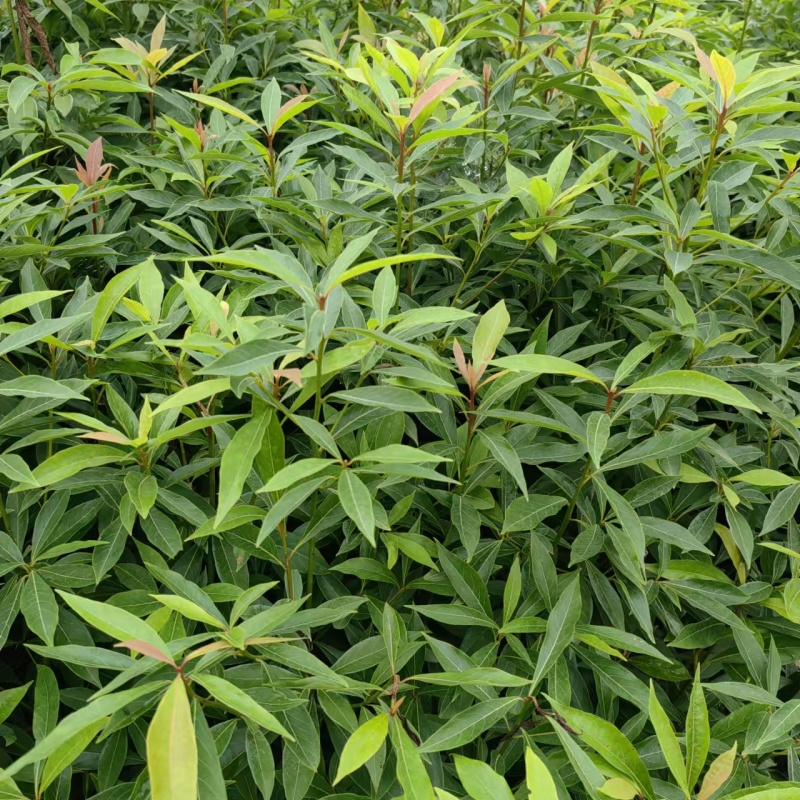 重庆金丝楠木苗现挖现发量大从优保质保量提供技术指导