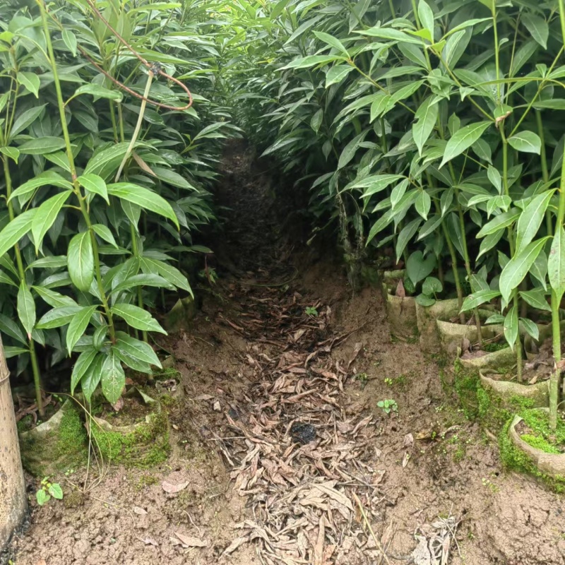重庆金丝楠木苗现挖现发量大从优保质保量提供技术指导