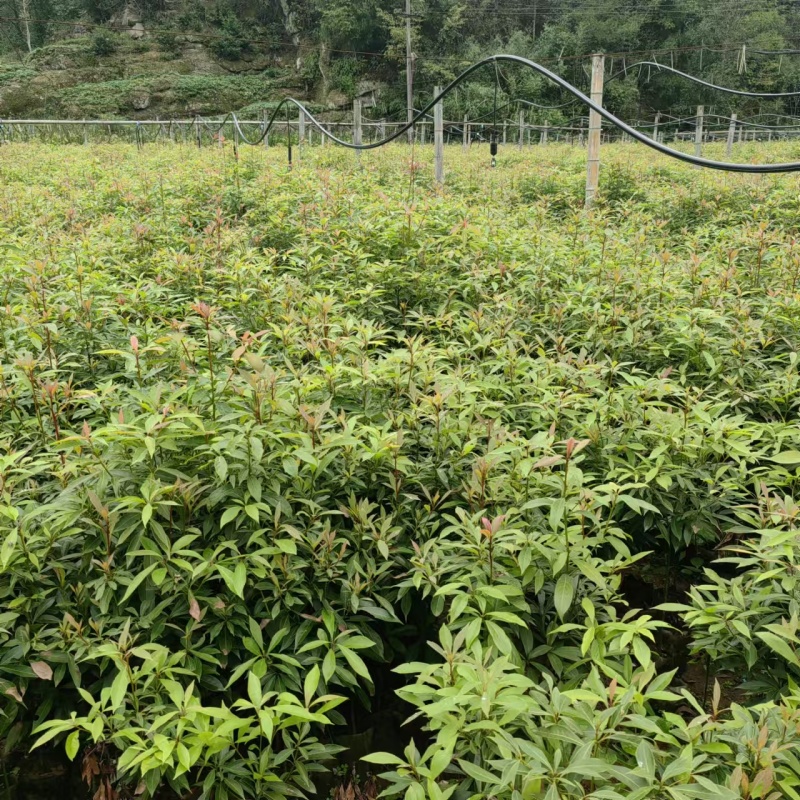 重庆金丝楠木苗现挖现发量大从优保质保量提供技术指导