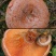 川西高原野生松树菌