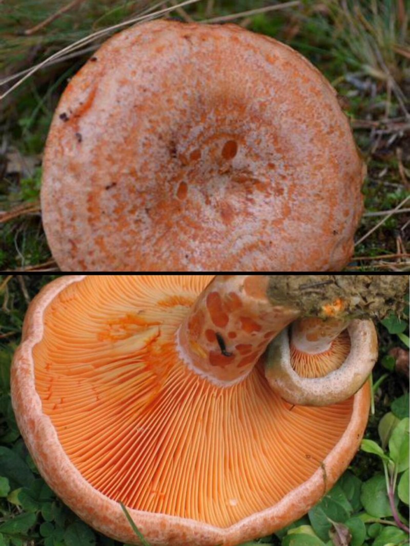 川西高原野生松树菌