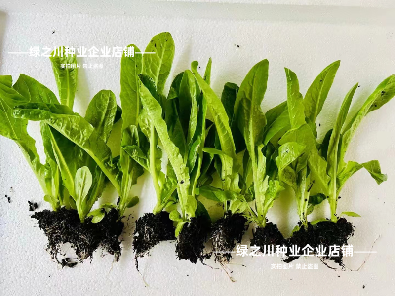 龙笋16号莴笋种子三青绿肉油亮香莴笋油亮莴笋莴苣种子