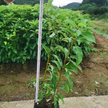 重庆香樟树苗杯苗全国发货现挖现发提供技术指导