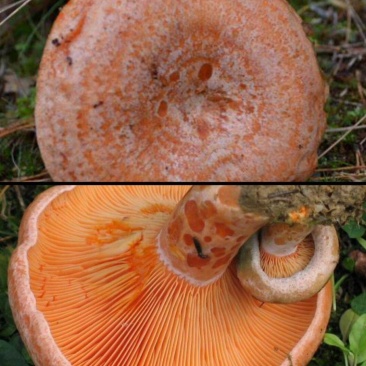 川西高原野生松树菌