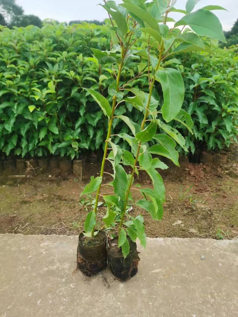 重庆香樟树苗杯苗全国发货现挖现发提供技术指导