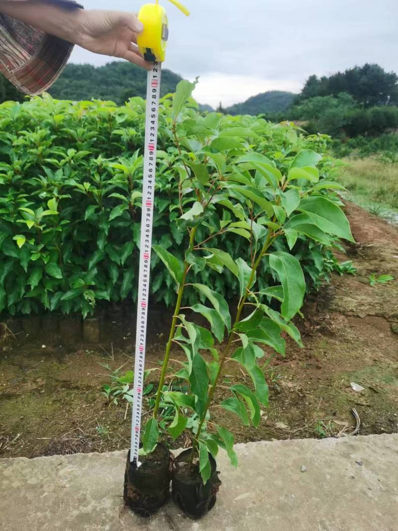 重庆香樟树苗杯苗全国发货现挖现发提供技术指导