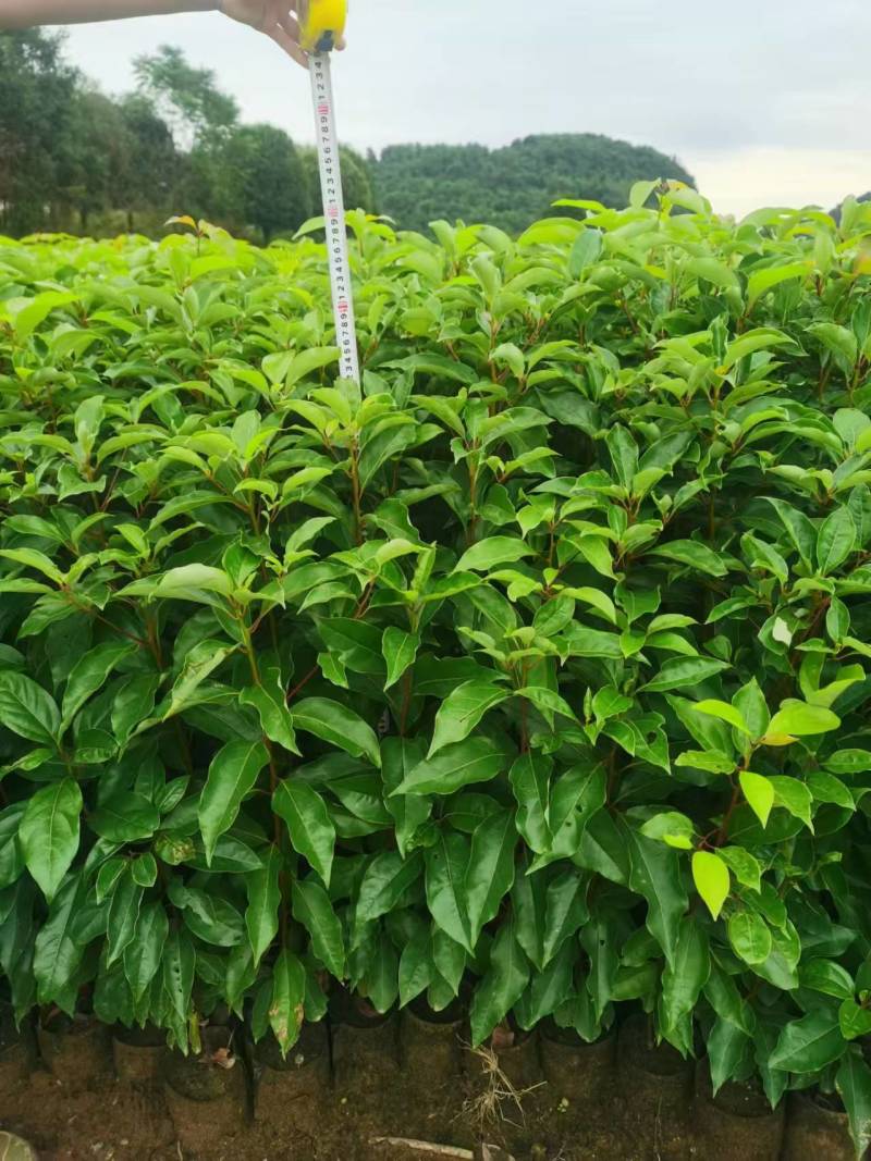 重庆香樟树苗杯苗全国发货现挖现发提供技术指导