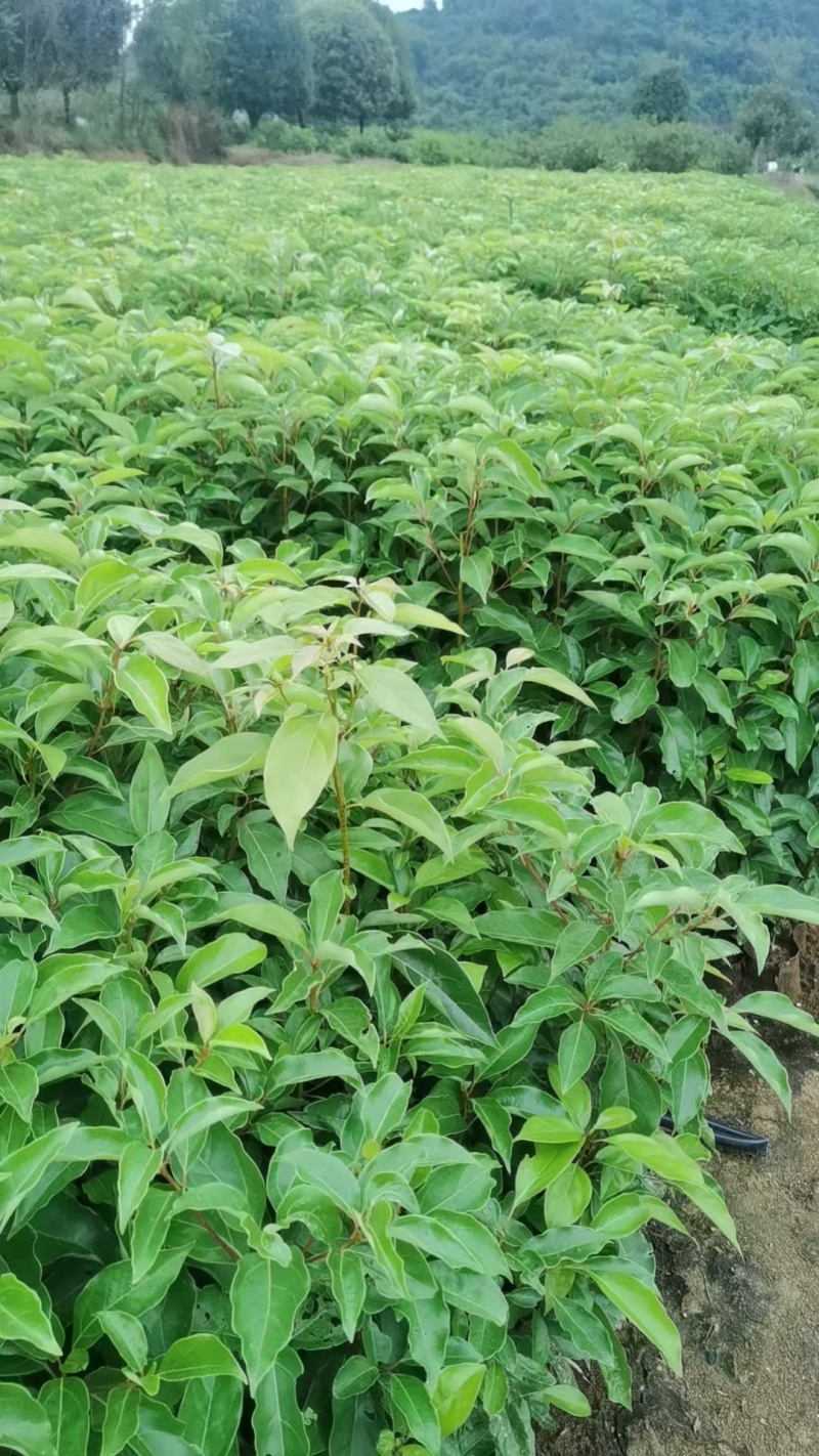 重庆香樟树苗杯苗全国发货现挖现发提供技术指导