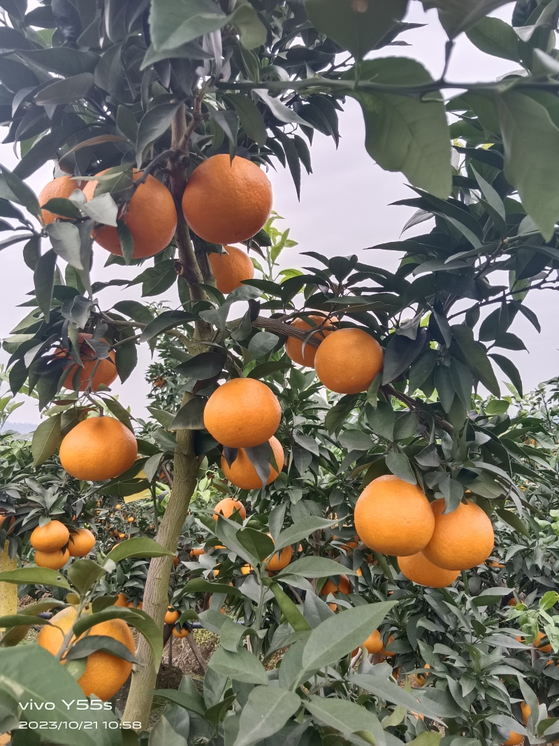 四川自贡爱媛果冻大量上市中，需要的老板联系