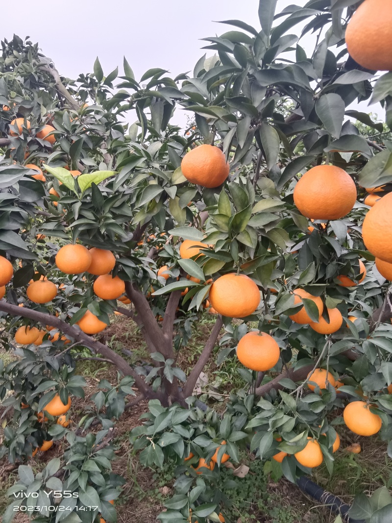 四川自贡爱媛果冻大量上市中，需要的老板联系
