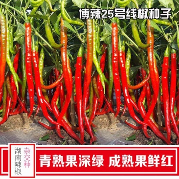 兴蔬博辣25号辣椒种子长线椒种籽味香辣条椒尖椒青红椒种
