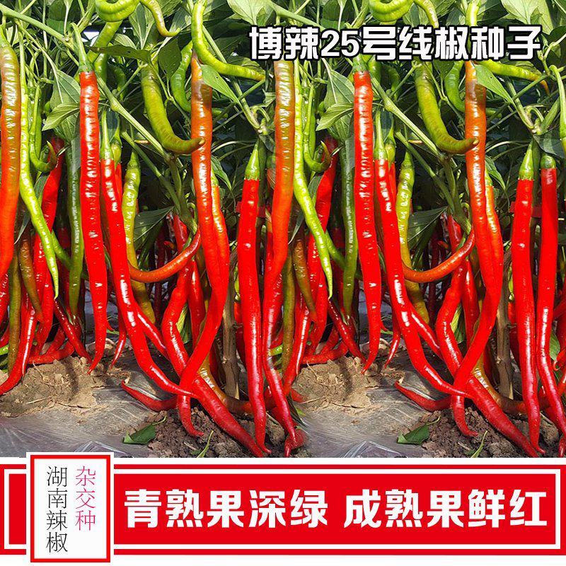 兴蔬博辣25号辣椒种子长线椒种籽味香辣条椒尖椒青红椒种