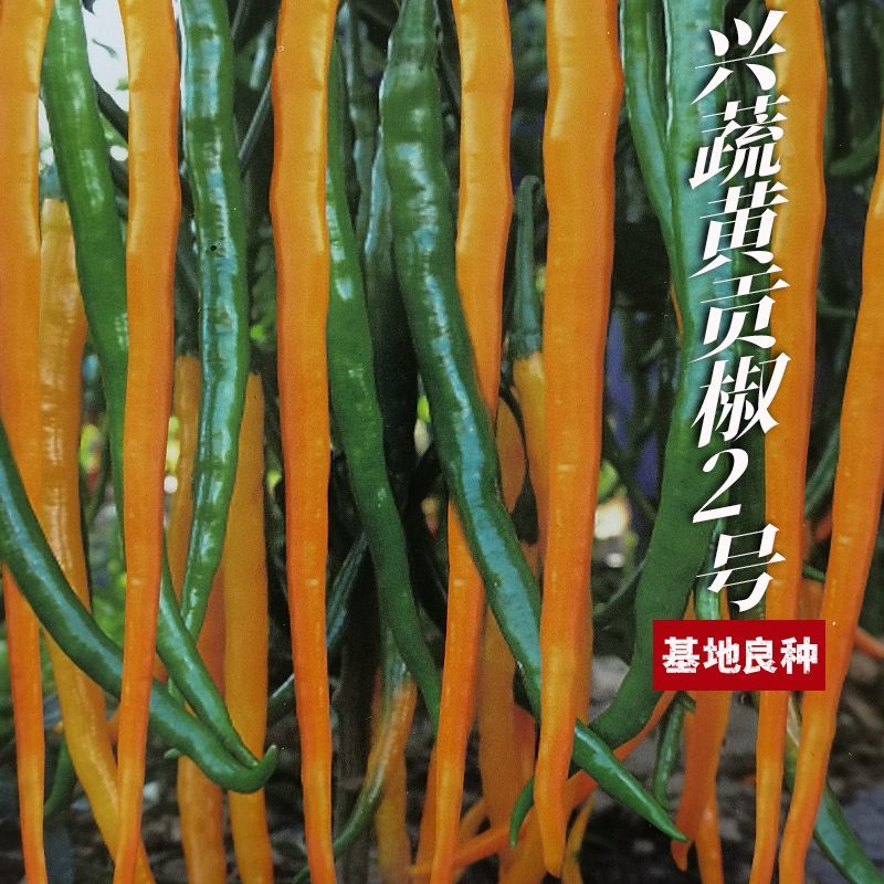 兴蔬黄贡椒2号辣椒种子中早熟黄皮辣椒种籽黄贡椒种孑黄线椒