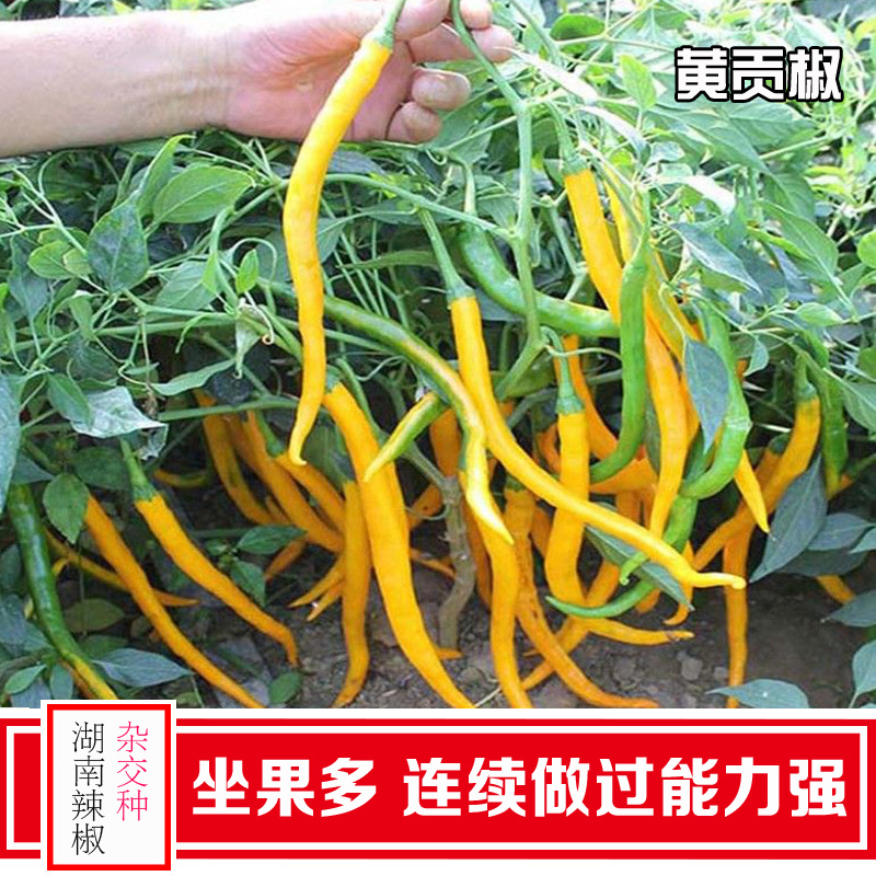 兴蔬黄贡椒2号辣椒种子中早熟黄皮辣椒种籽黄贡椒种孑黄线椒