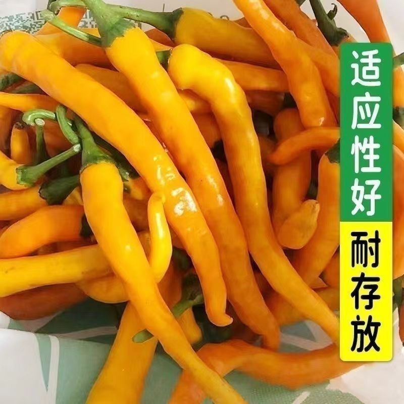 兴蔬黄贡椒2号辣椒种子中早熟黄皮辣椒种籽黄贡椒种孑黄线椒