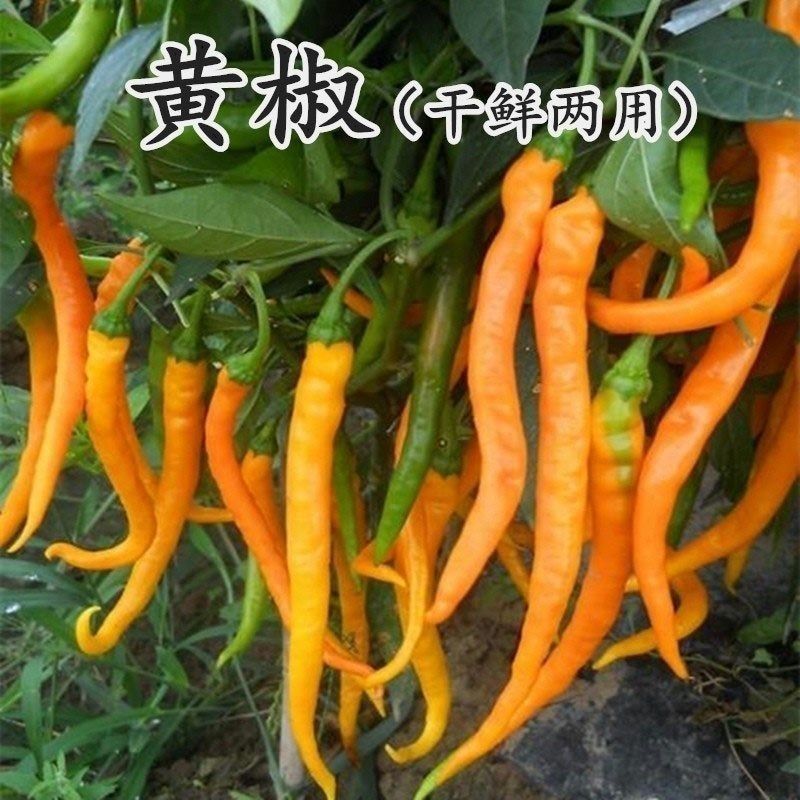 兴蔬黄贡椒2号辣椒种子中早熟黄皮辣椒种籽黄贡椒种孑黄线椒