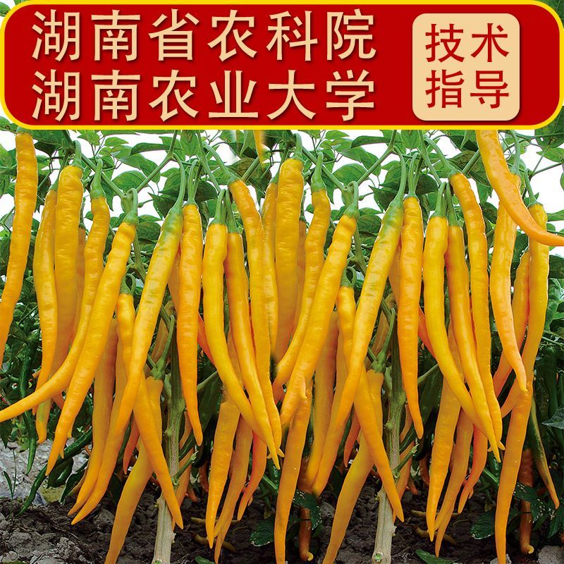 兴蔬黄贡椒2号辣椒种子中早熟黄皮辣椒种籽黄贡椒种孑黄线椒