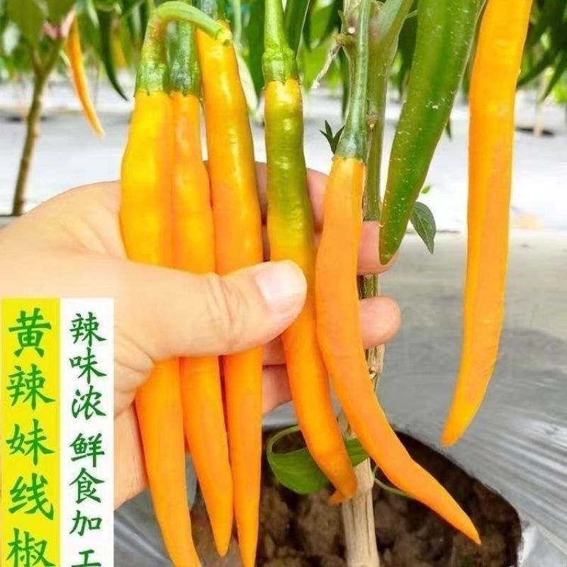 兴蔬黄贡椒2号辣椒种子中早熟黄皮辣椒种籽黄贡椒种孑黄线椒