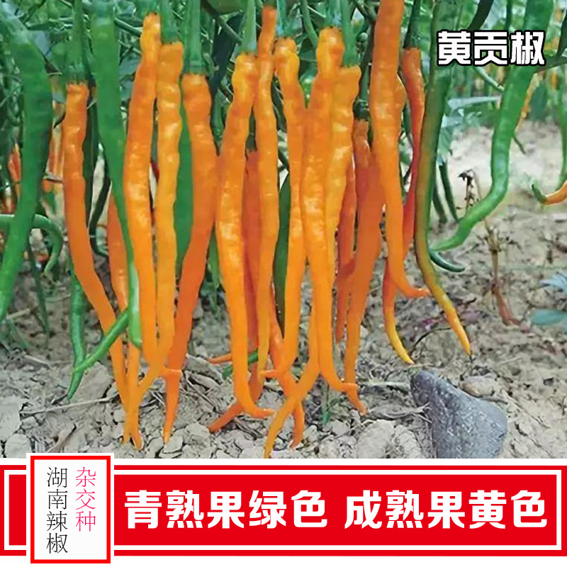 兴蔬黄贡椒2号辣椒种子中早熟黄皮辣椒种籽黄贡椒种孑黄线椒
