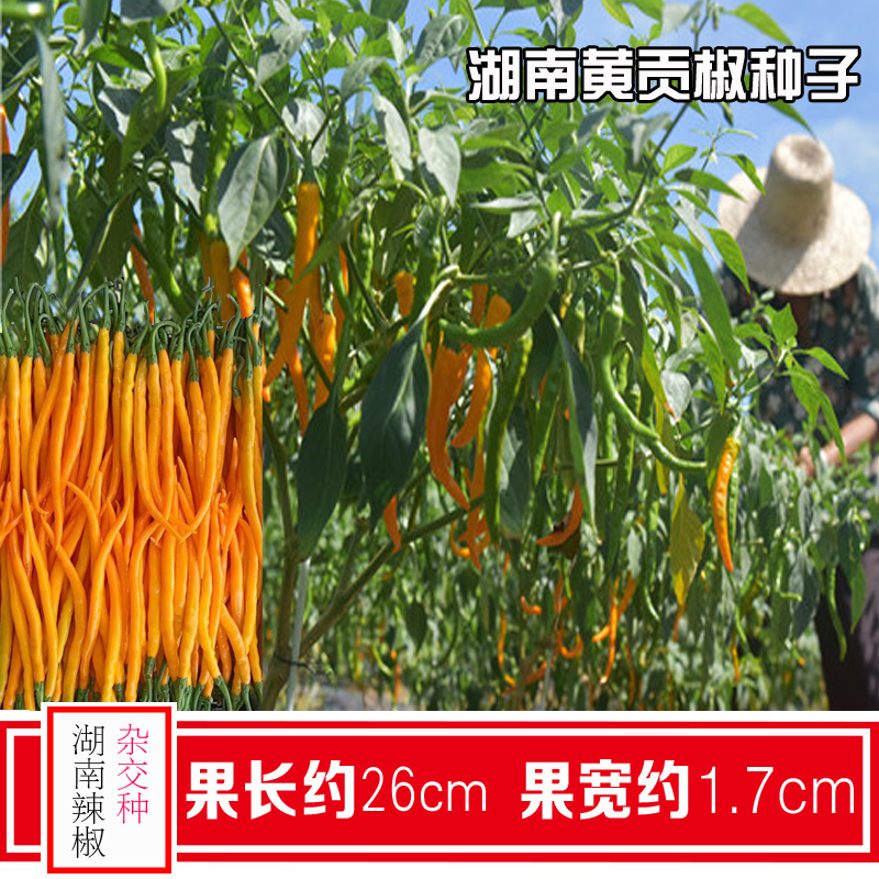 兴蔬黄贡椒2号辣椒种子中早熟黄皮辣椒种籽黄贡椒种孑黄线椒