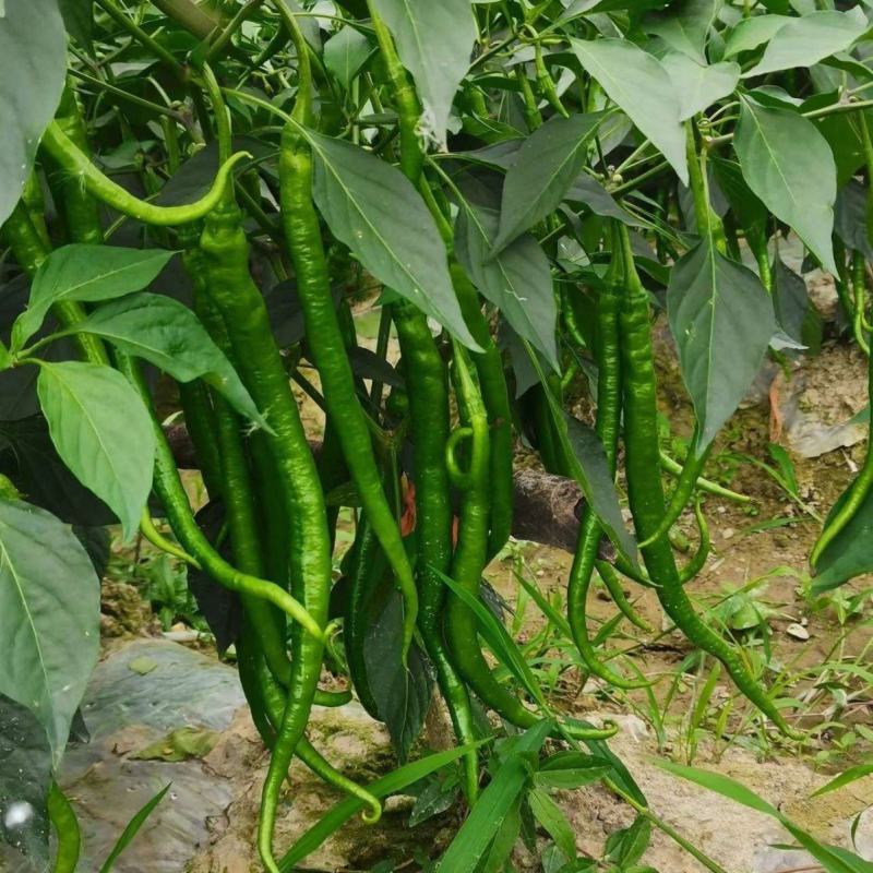 兴蔬基地8号椒辣椒种子薄皮辣味浓线椒种子高产线椒