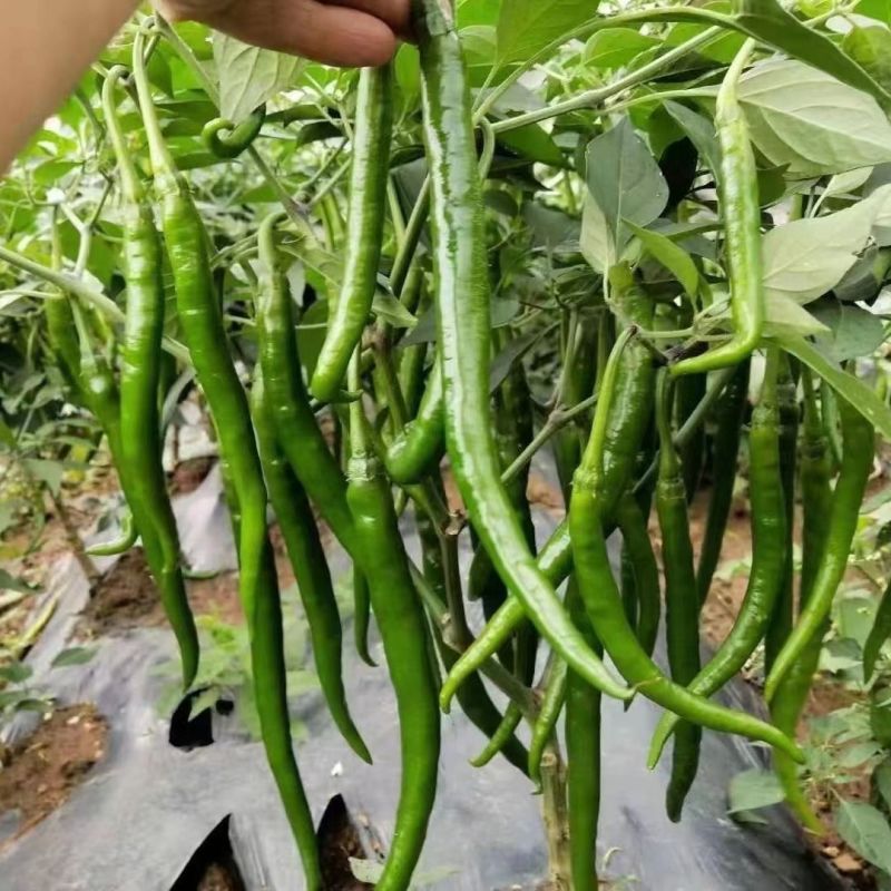 兴蔬基地8号椒辣椒种子薄皮辣味浓线椒种子高产线椒