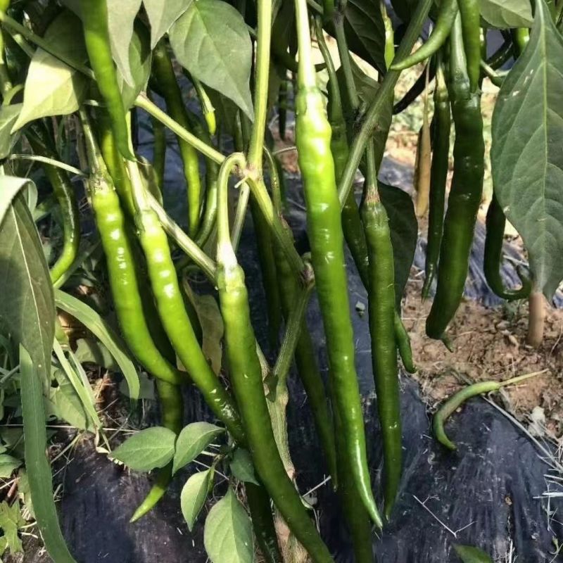 兴蔬基地8号椒辣椒种子薄皮辣味浓线椒种子高产线椒