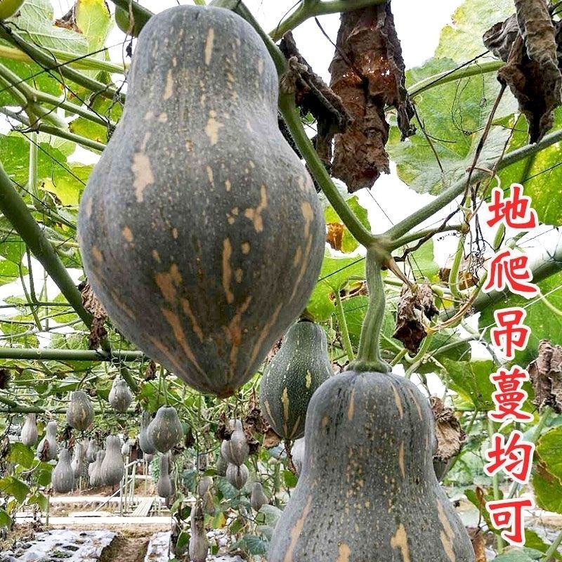 兴蔬金香芋南瓜种子果实橄榄形南瓜种籽新品种小果南瓜籽