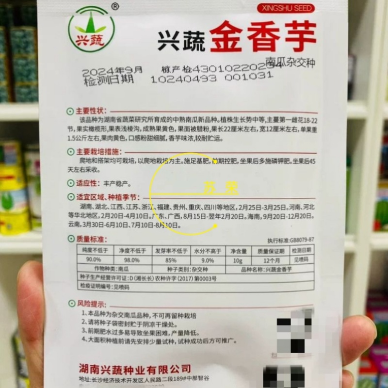 兴蔬金香芋南瓜种子果实橄榄形南瓜种籽新品种小果南瓜籽