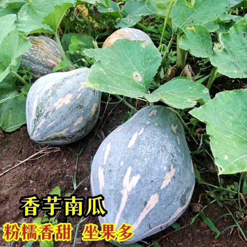 兴蔬金香芋南瓜种子果实橄榄形南瓜种籽新品种小果南瓜籽