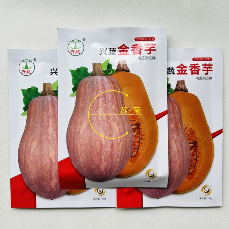 兴蔬金香芋南瓜种子果实橄榄形南瓜种籽新品种小果南瓜籽