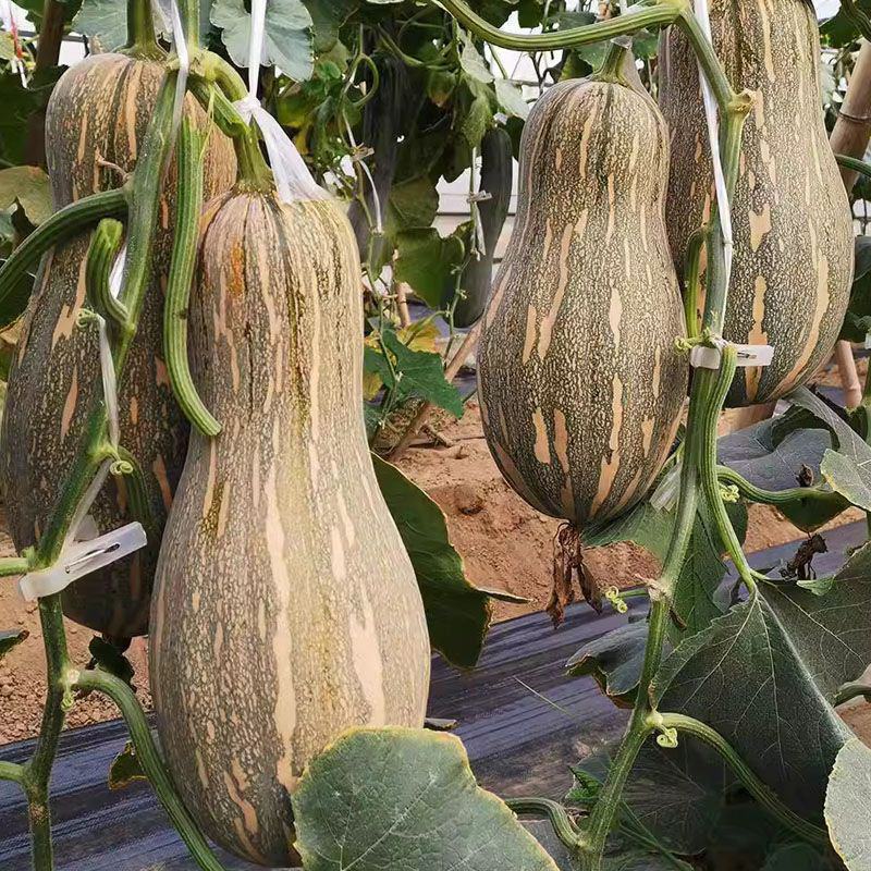 兴蔬金优蜜3号南瓜种子早栗蜜本南瓜种籽超甜粉面甜南瓜