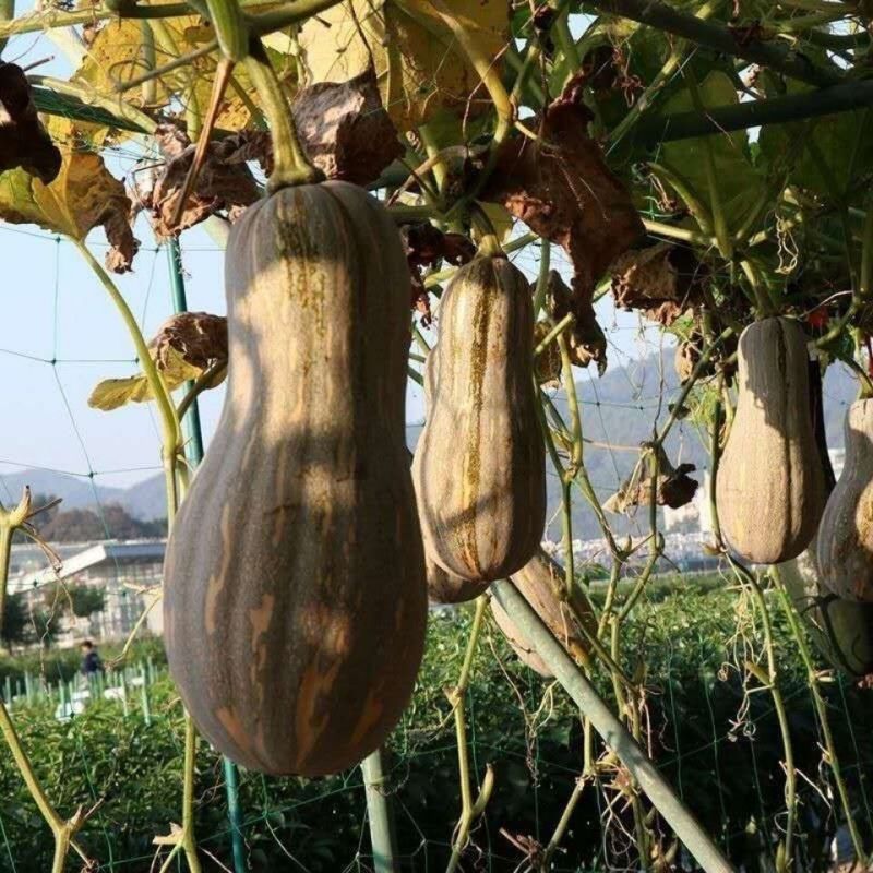 兴蔬金优蜜3号南瓜种子早栗蜜本南瓜种籽超甜粉面甜南瓜