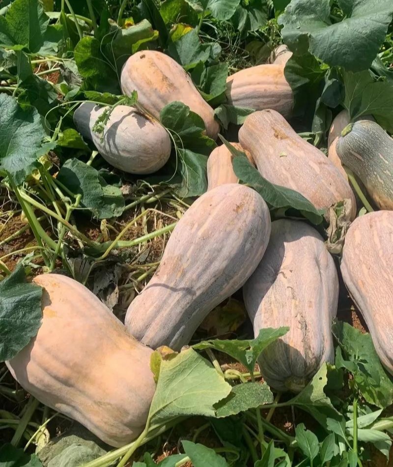 兴蔬金优蜜3号南瓜种子早栗蜜本南瓜种籽超甜粉面甜南瓜