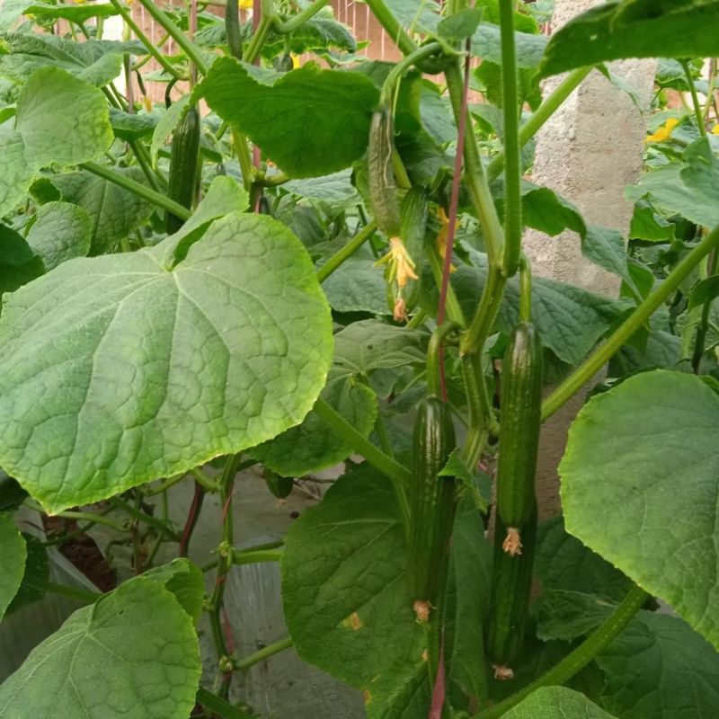 蔬研亮绿早熟强雌黄瓜种子节节有瓜瓜条顺直亮绿色油亮皮薄